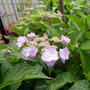 タイニータフスタッフの花2024#最近撮った写真は