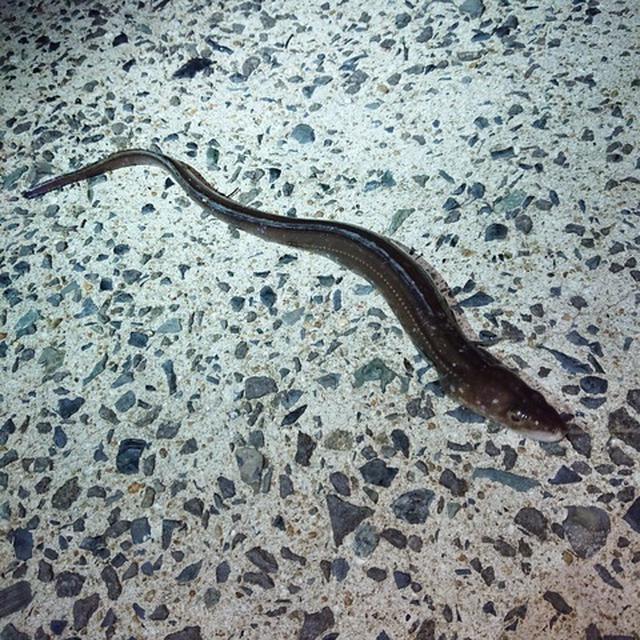 穴子が２匹釣れた～～～～～