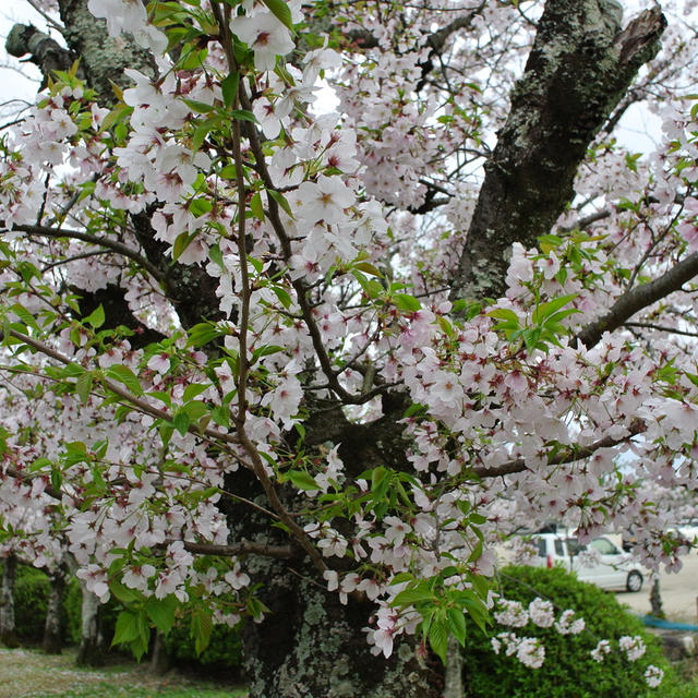 春の花