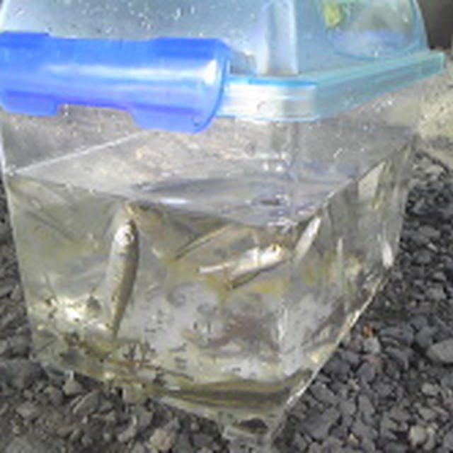 川遊びなう。暑い！！！魚がたくさんとれましたー