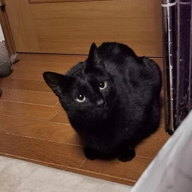 Zoomに出たいひとたち...