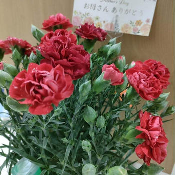 差し金じゃないカーネーション