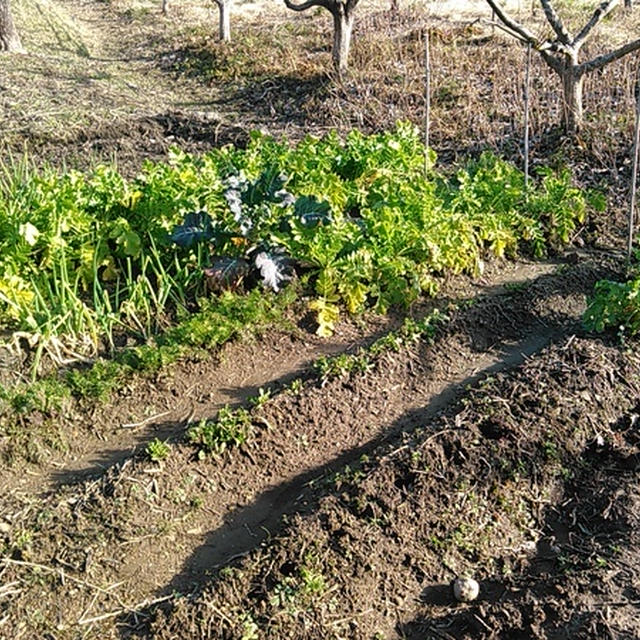 1月7日の家庭菜園。　ただいま、土壌改良中です。