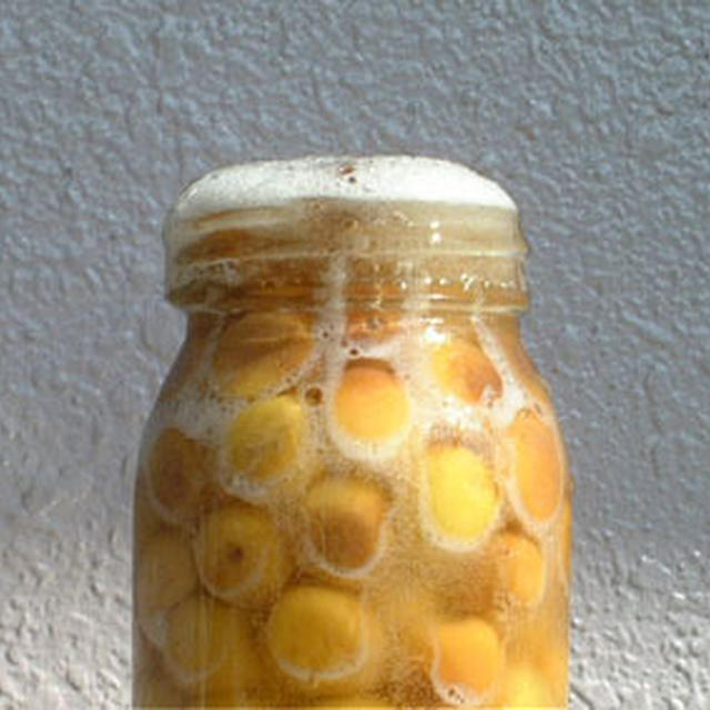 野生梅酵母