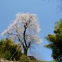 奈良−桜めぐり　八講桜 安倍文殊