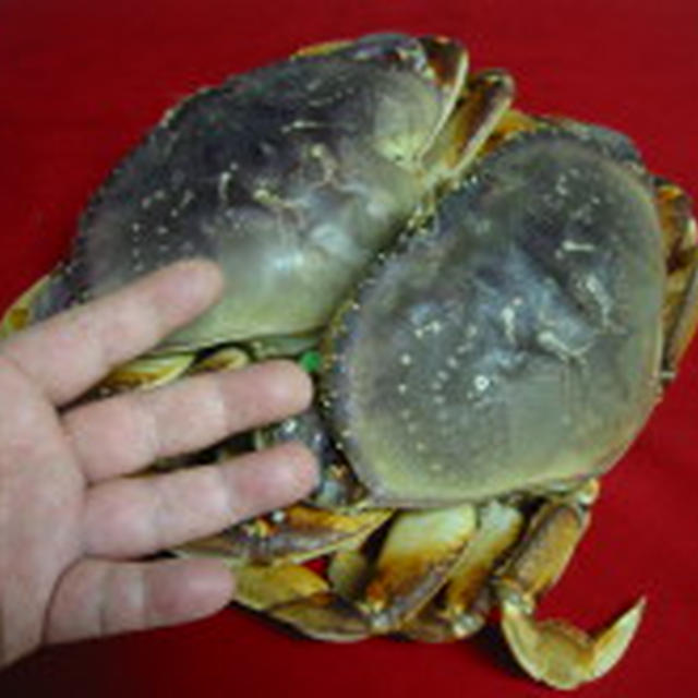 カナダの蟹、カナダのミル貝＋ほんまでっか