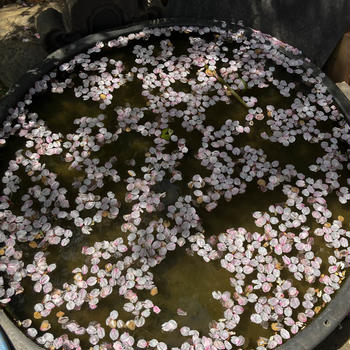 散り際の桜