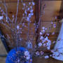 ケイオウ桜　今年も押し花お花押しします♪