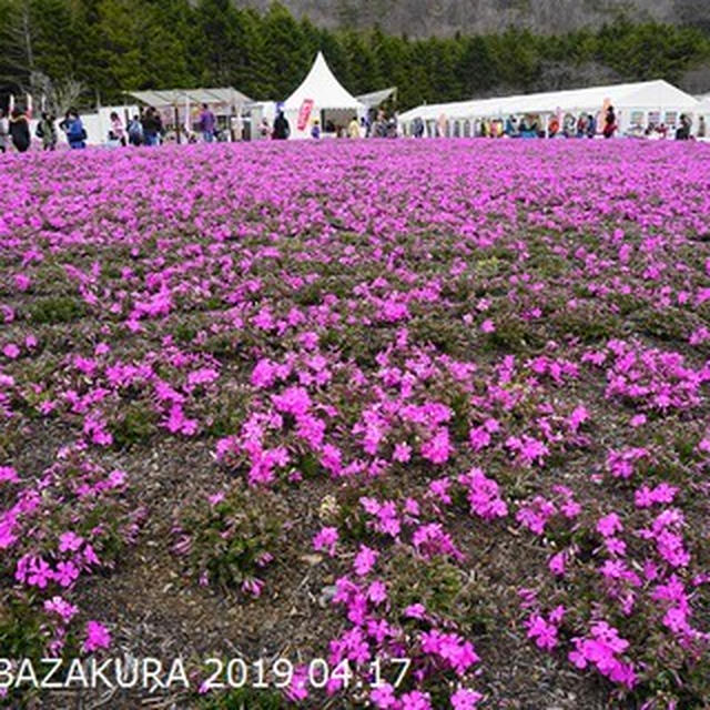 2019「富士芝桜まつり」少し早めに行ってきました！！開花状況レポ