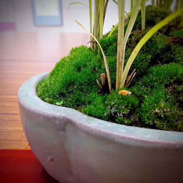 鷺草や有難山の懐に☆