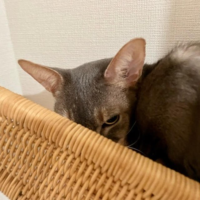 ご近所さんとお茶会♪ そして、とのは石となる…
