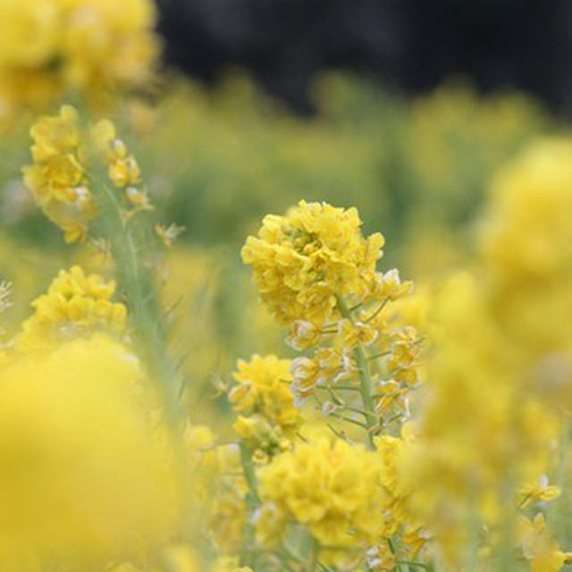 菜の花と "雪割り菜の花"