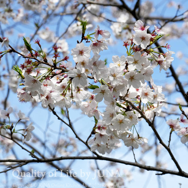 2024　桜