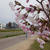 ソメイヨシノでない桜#最近撮った写真は