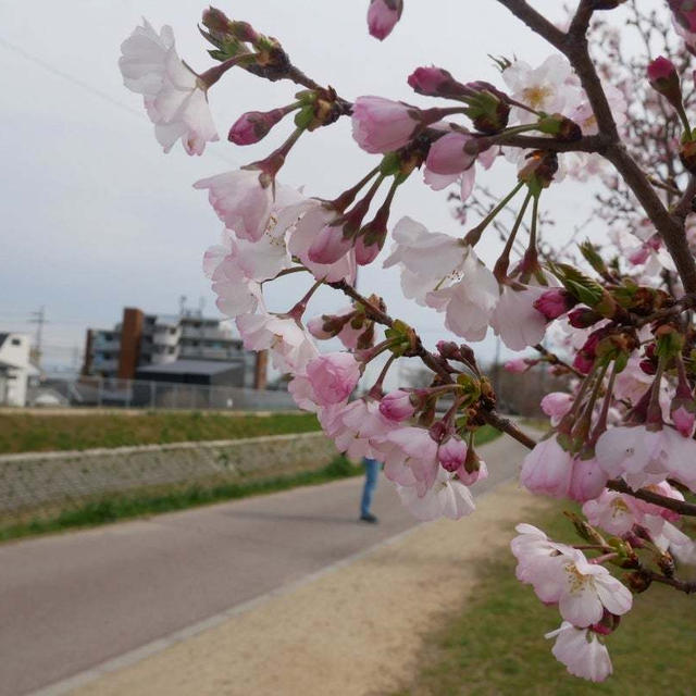 ソメイヨシノでない桜#最近撮った写真は