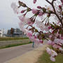 ソメイヨシノでない桜#最近撮った写真は