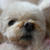 犬も口もとに歳が出る？