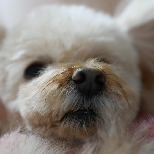 犬も口もとに歳が出る？