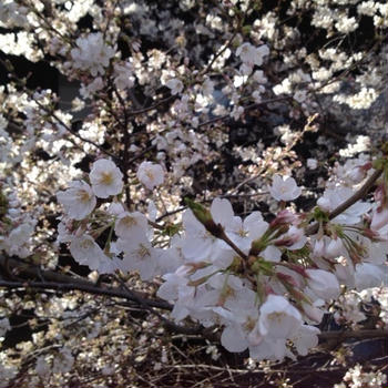 ☆今年のお花見♪☆