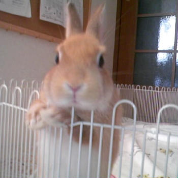うさぎと　もえ