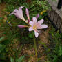 植えた覚えがないのに、、、ナツズイセン#ameba写真部