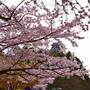 桜満開♪犬山城