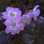 大白木山と春の花(2010-04-24)