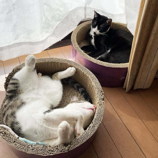 てん、その寝方よ・・・超可愛い！