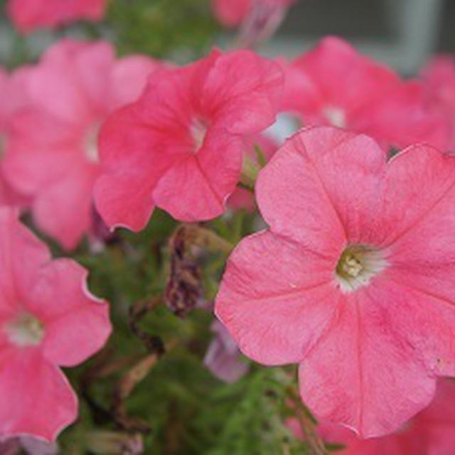 さつま芋の茎ってこんなに美味しいの！！