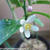 レモンの花