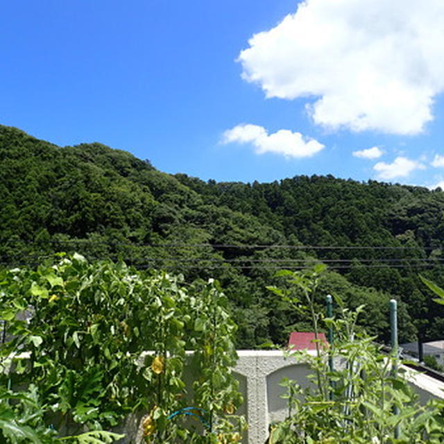 今週の収穫野菜（７月下旬）☆夏野菜と土の夏休み 