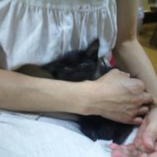 うちにねこちゃんが来ました