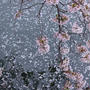 桜散歩 2015