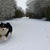 LUKA大はしゃぎの雪のバカンス（飼い主にとっては悪夢のバカンス）その１