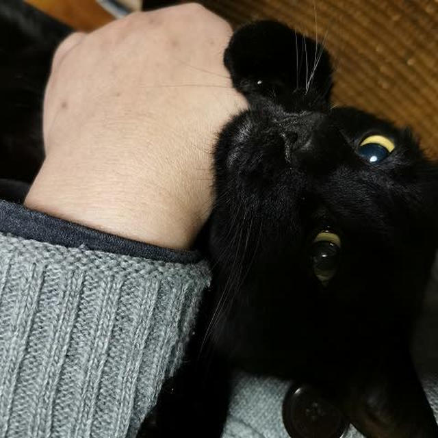 モデル料が必要かも…