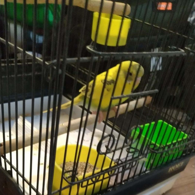 新しく買ったセキセイインコ