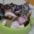 2/22「猫ちゃん」編、youtubeでアップしました(^^♪