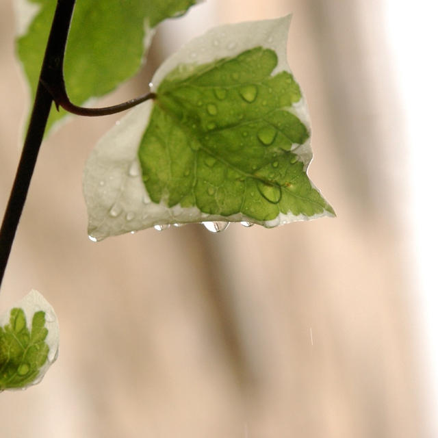 雨の日はピンクモーニング