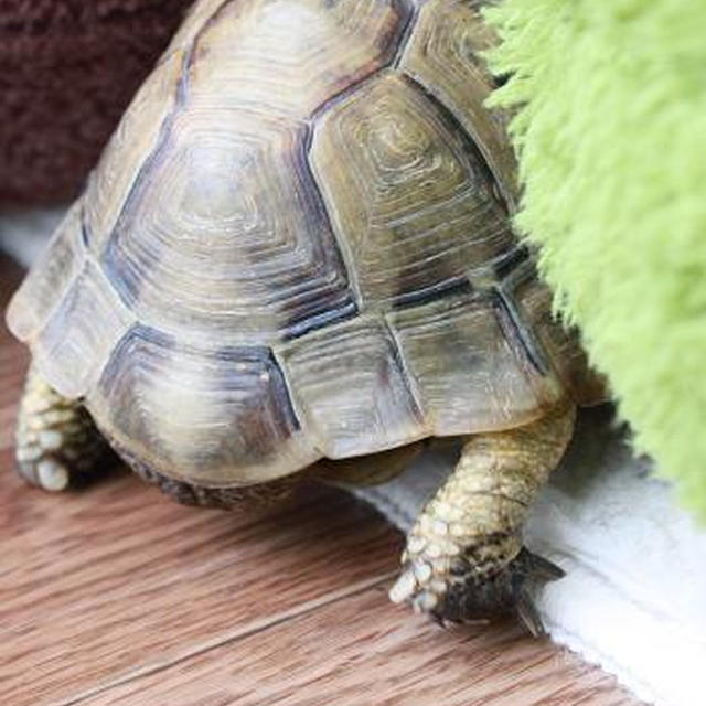 皆様、今年もよろしくお願いいたします。