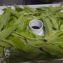 菊芋の葉パウダー作り