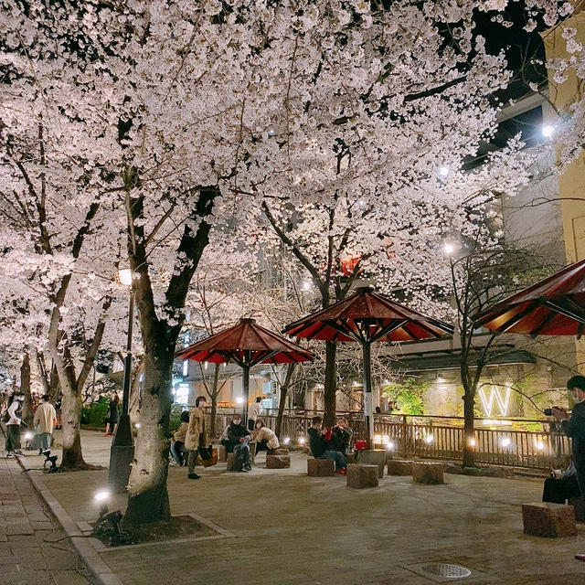 京都白川 ＆ 祇園しだれ桜、満開でした！