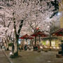 京都白川 ＆ 祇園しだれ桜、満開でした！