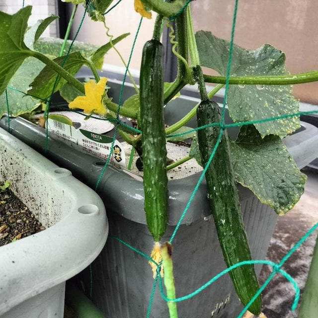 5月31日のバルコニー菜園　実が付き始めました！きゅうりは初物食べました！！