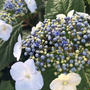 紫陽花便り。