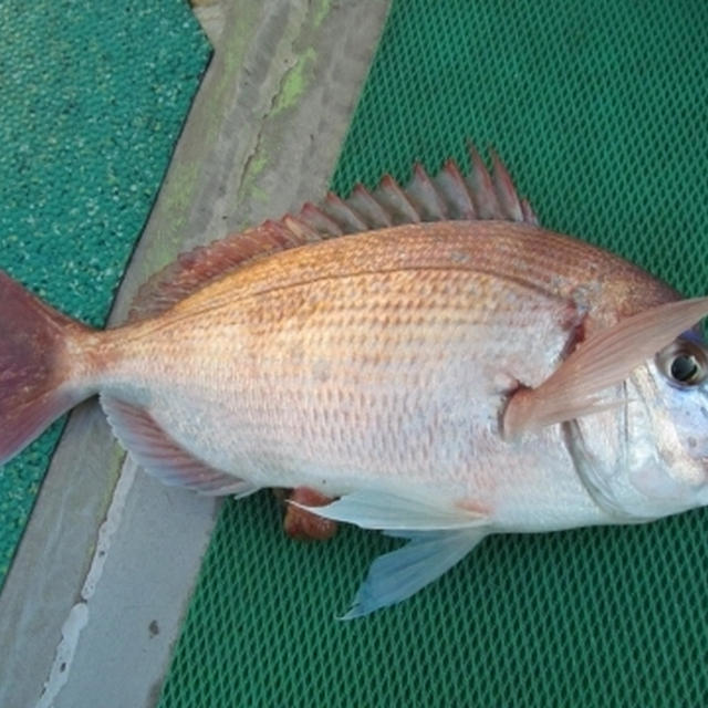 【告知】初釣り企画、募集中です！！