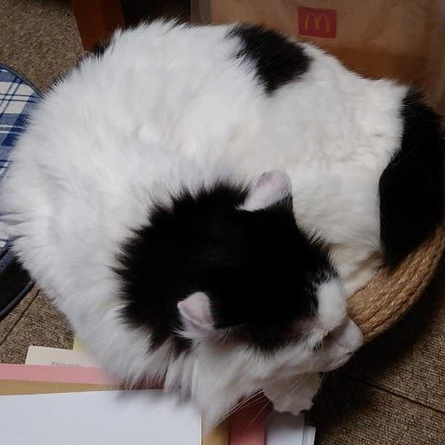 サイズ感の違い