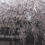 奈良　長谷寺の桜☆