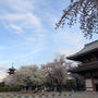 桜の本門寺と桜坂