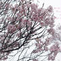 雨に咲く　五重塔と小彼岸桜