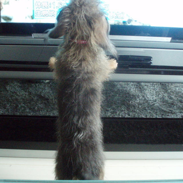 テレビに映ってる動物分かるの？！